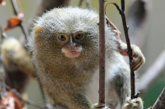 Найменша в світі мавпа & ndash; карликова ігрунка