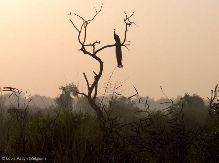 Все победители фотоконкурса «Wildlife Photographer of the Year 2013»