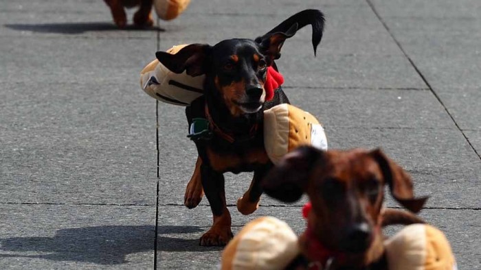 The Dog Race of the Hot Dogs in Cincinnati