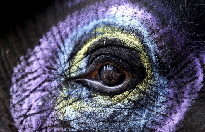 Animals in the news: cosmetology for elephants, who is the king of the forest and friendship dragonflies