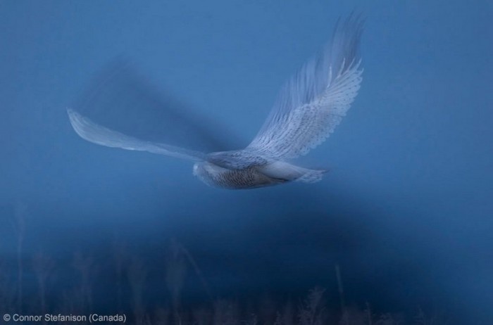 Всі переможці фотоконкурсу & laquo; Wildlife Photographer of the Year 2013 & raquo;