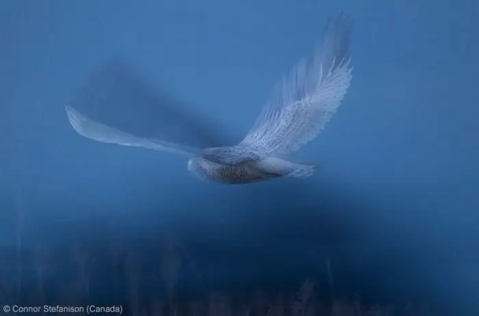 Все победители фотоконкурса «Wildlife Photographer of the Year 2013»