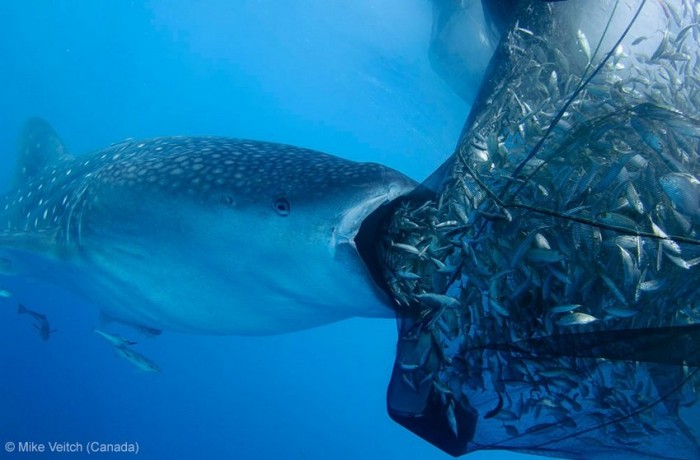 Все победители фотоконкурса «Wildlife Photographer of the Year 2013»