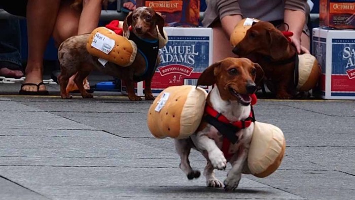 Dog race of hot dogs in Cincinnati