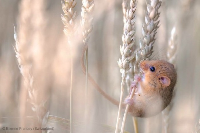 Всі переможці фотоконкурсу & laquo; Wildlife Photographer of the Year 2013 & raquo;