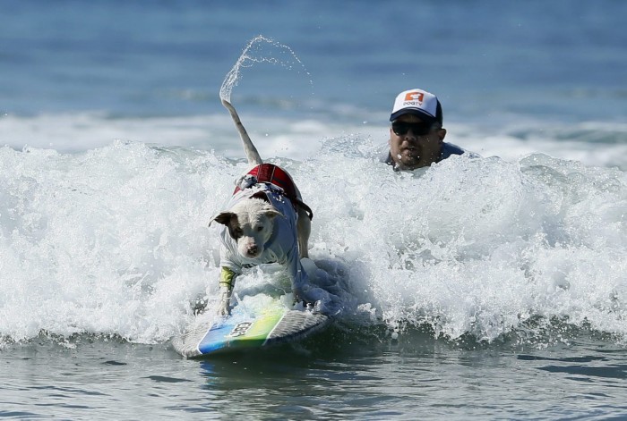 В Калифорнии прошел чемпионат по серфингу среди собак «Surf City Surf Dog competition 2013»