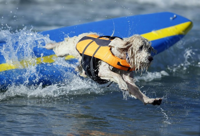 У Каліфорнії пройшов чемпіонат з серфінгу серед собак & laquo; Surf City Surf Dog competition 2013 & raquo;