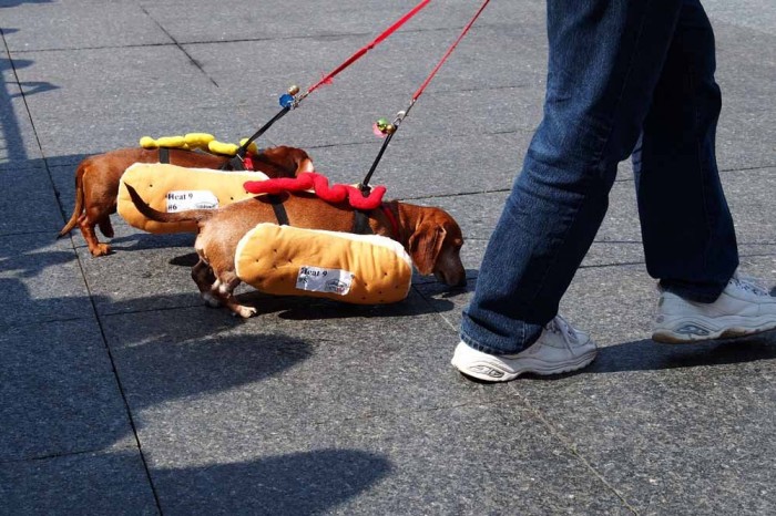 The Dog Race of the Hot Dogs in Cincinnati