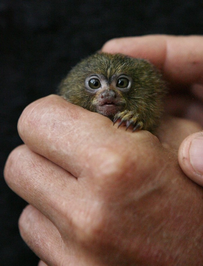 The smallest monkey in the world & dwarf gigantic