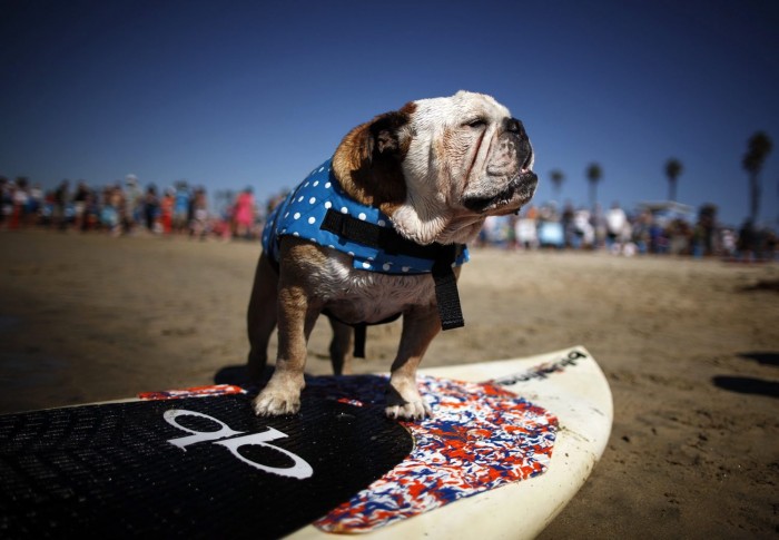 В Калифорнии прошел чемпионат по серфингу среди собак «Surf City Surf Dog competition 2013»