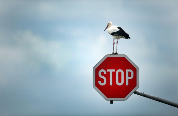 Animals in the news: a master class of fishing, a sad cat on paper and traffic rules for storks