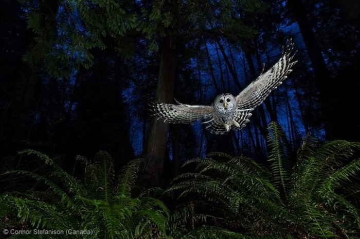 Все победители фотоконкурса «Wildlife Photographer of the Year 2013»