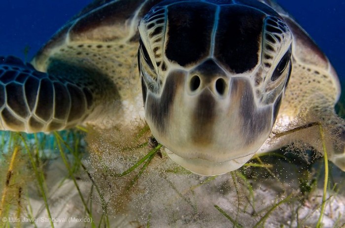 Все победители фотоконкурса «Wildlife Photographer of the Year 2013»