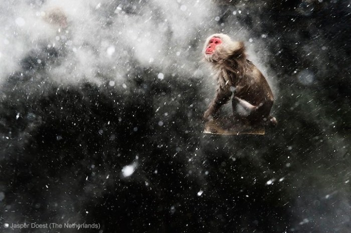 Всі переможці фотоконкурсу & laquo; Wildlife Photographer of the Year 2013 & raquo;