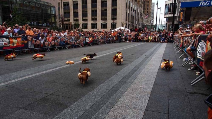 Dog races of hot dogs in Cincinnati