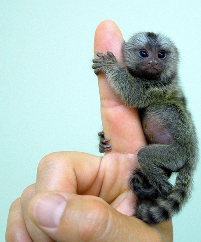 Найменша в світі мавпа & ndash; карликова ігрунка
