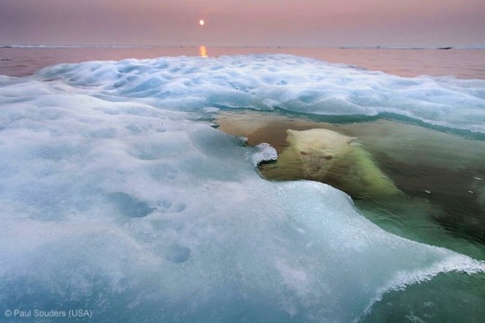 Всі переможці фотоконкурсу & laquo; Wildlife Photographer of the Year 2013 & raquo;