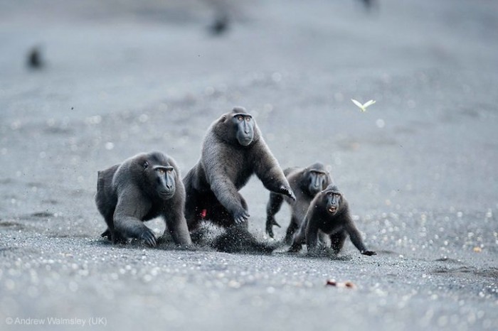 Всі переможці фотоконкурсу & laquo; Wildlife Photographer of the Year 2013 & raquo;