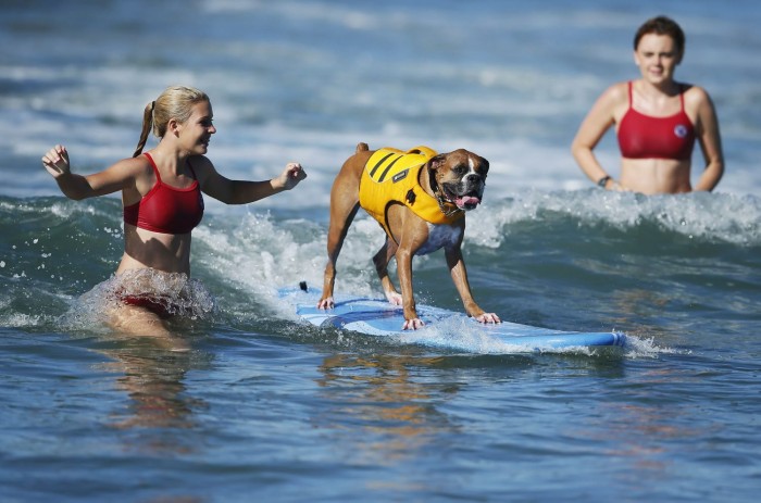 У Каліфорнії пройшов чемпіонат з серфінгу серед собак & laquo; Surf City Surf Dog competition 2013 & raquo;