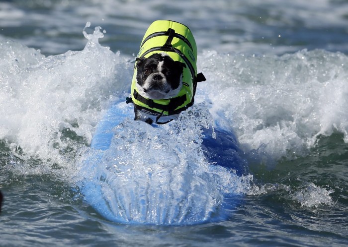 У Каліфорнії пройшов чемпіонат з серфінгу серед собак & laquo; Surf City Surf Dog competition 2013 & raquo;