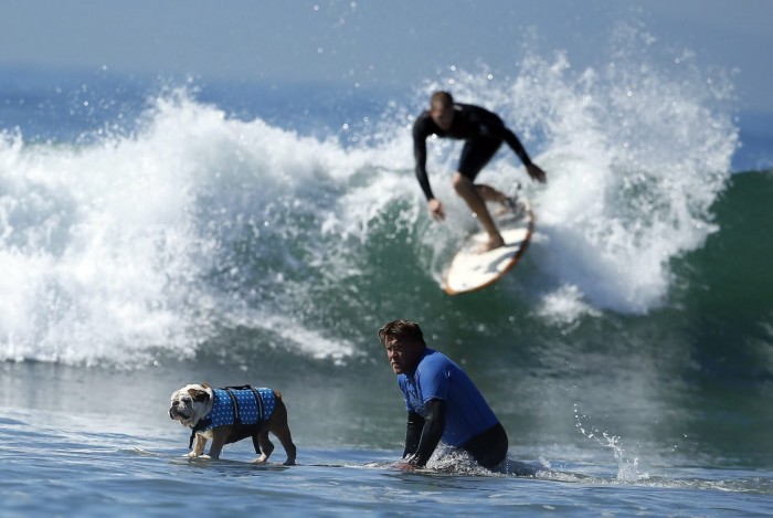 У Каліфорнії пройшов чемпіонат з серфінгу серед собак & laquo; Surf City Surf Dog competition 2013 & raquo;