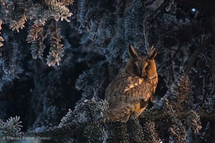 Все победители фотоконкурса «Wildlife Photographer of the Year 2013»