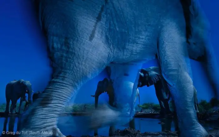 Все победители фотоконкурса «Wildlife Photographer of the Year 2013»