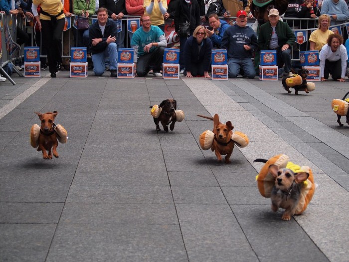 The Dog Race of the Hot Dogs in Cincinnati