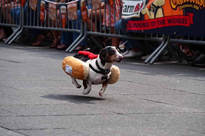 Dog race of hot dogs in Cincinnati