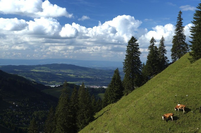 One season with Swiss cheesemakers