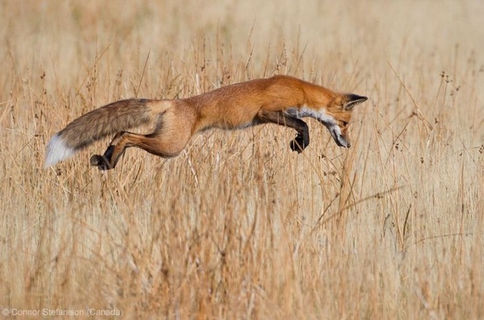 Всі переможці фотоконкурсу & laquo; Wildlife Photographer of the Year 2013 & raquo;