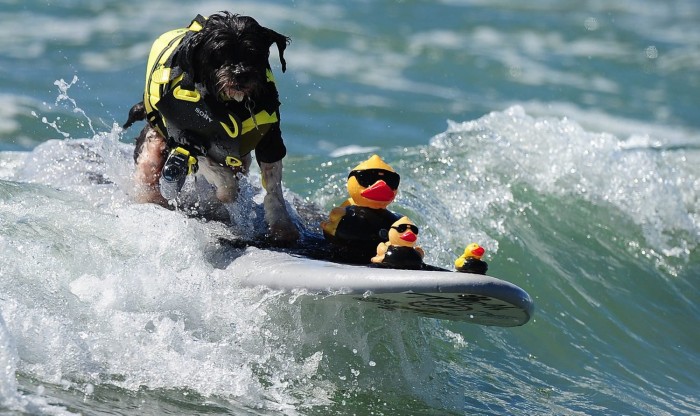 В Калифорнии прошел чемпионат по серфингу среди собак «Surf City Surf Dog competition 2013»