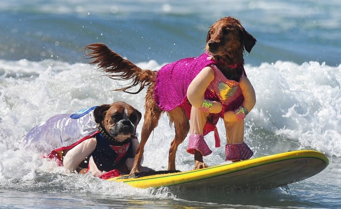 В Калифорнии прошел чемпионат по серфингу среди собак «Surf City Surf Dog competition 2013»