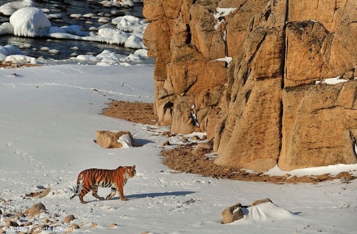 Всі переможці фотоконкурсу & laquo; Wildlife Photographer of the Year 2013 & raquo;