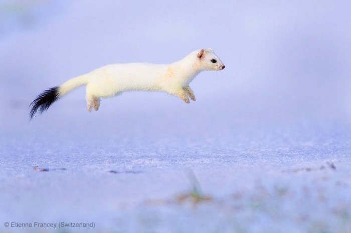 Всі переможці фотоконкурсу & laquo; Wildlife Photographer of the Year 2013 & raquo;