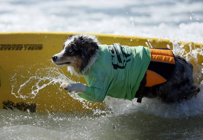 В Калифорнии прошел чемпионат по серфингу среди собак «Surf City Surf Dog competition 2013»