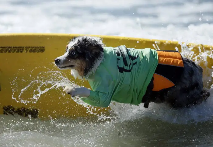 В Калифорнии прошел чемпионат по серфингу среди собак «Surf City Surf Dog competition 2013»