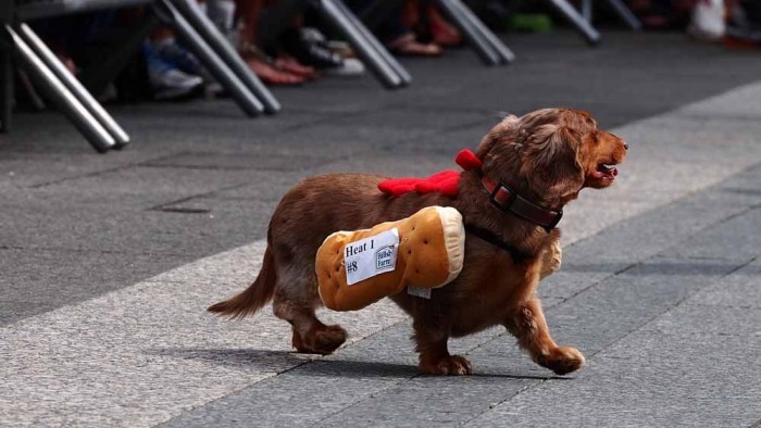 The Dog Race of the Hot Dogs in Cincinnati