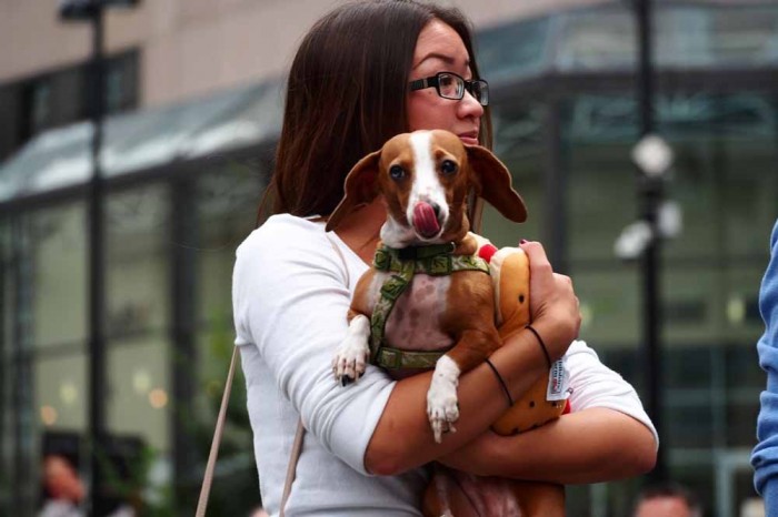 The Dog Race of the Hot Dogs in Cincinnati