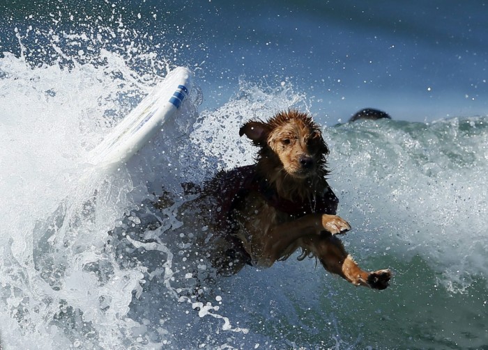 В Калифорнии прошел чемпионат по серфингу среди собак «Surf City Surf Dog competition 2013»