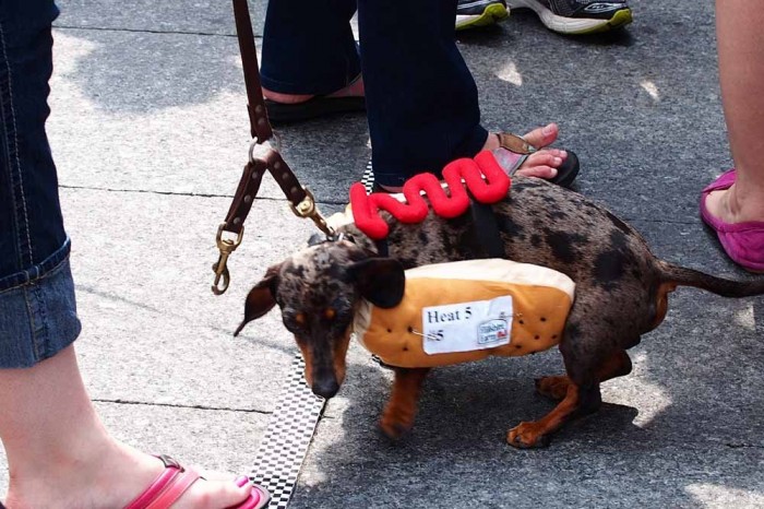 Dog race of hot dogs in Cincinnati