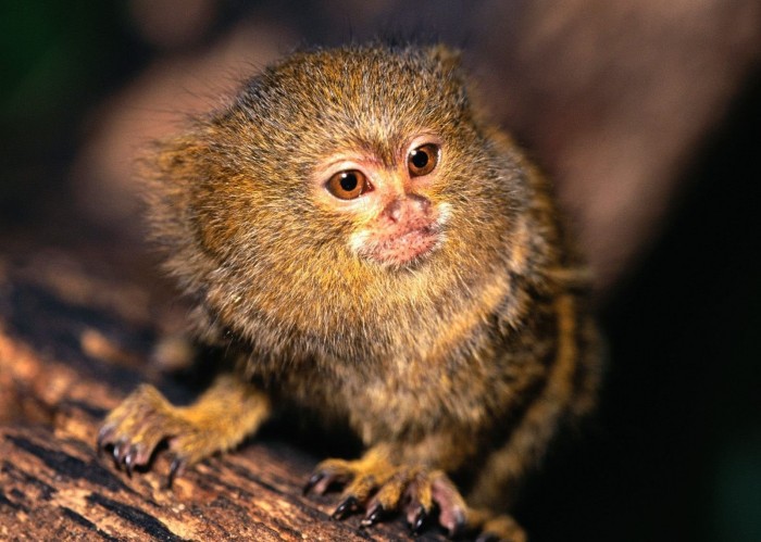 Самая маленькая в мире обезьяна – карликовая игрунка