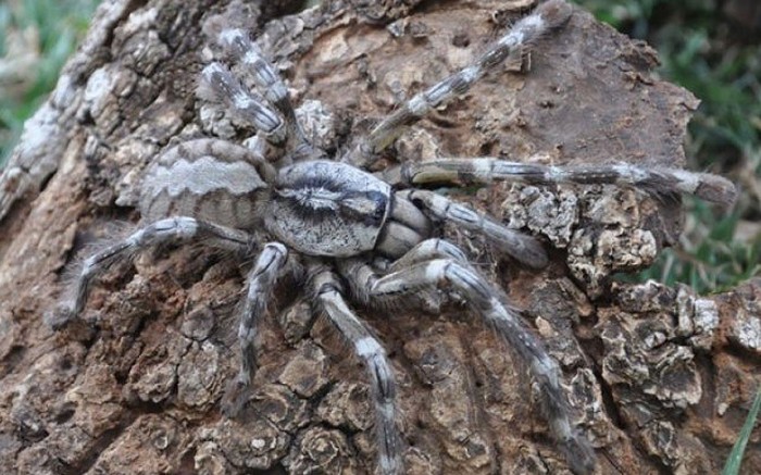 The Giants of the Nature World