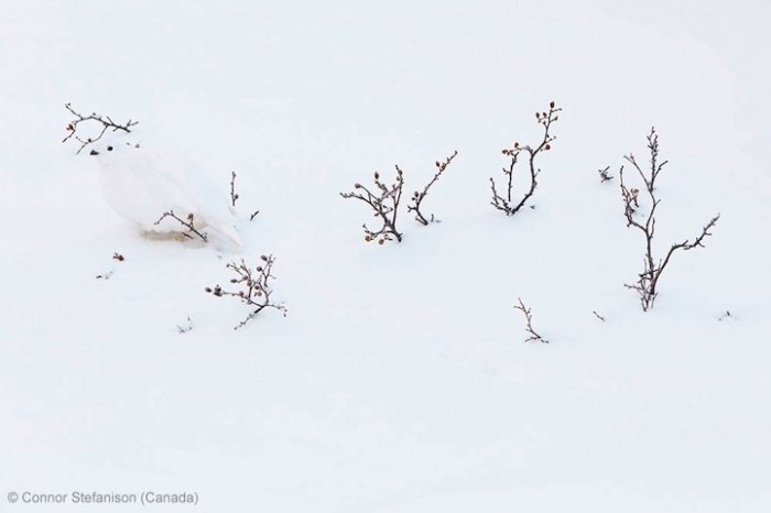 Всі переможці фотоконкурсу & laquo; Wildlife Photographer of the Year 2013 & raquo;