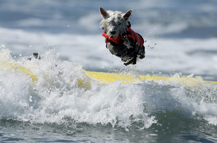 В Калифорнии прошел чемпионат по серфингу среди собак «Surf City Surf Dog competition 2013»