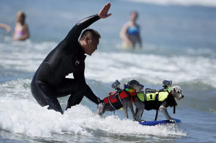 В Калифорнии прошел чемпионат по серфингу среди собак «Surf City Surf Dog competition 2013»