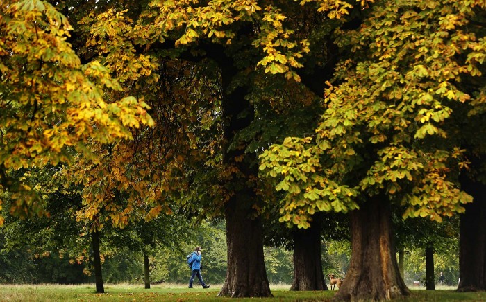 Every autumn leaf is a flower