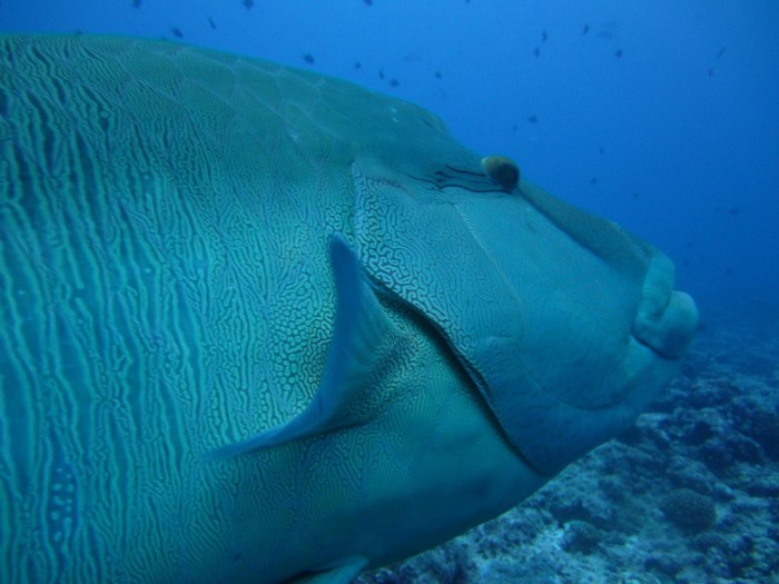 Palau & ndash; country of countless islands