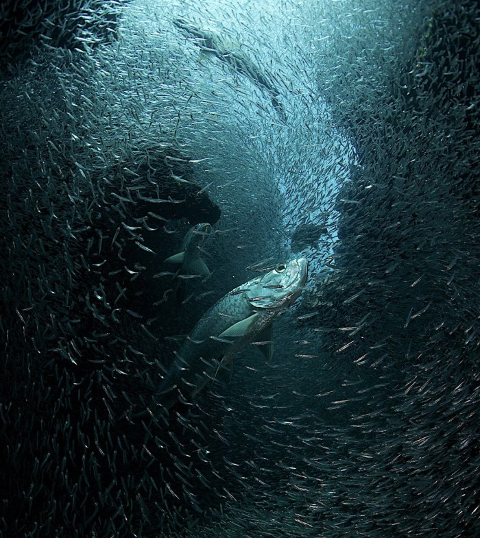 Фотоконкурс & laquo; National Geographic Photography Contest 2013 & raquo; (частина друга)