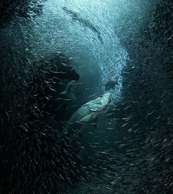 Фотоконкурс «National Geographic Photography Contest 2013» (часть вторая)